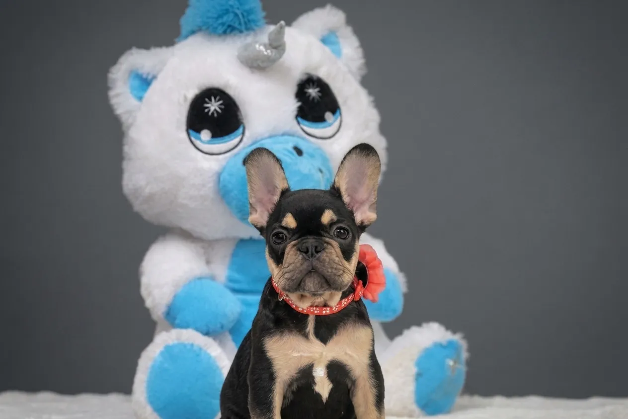 Catelyn, a French Bulldog puppy