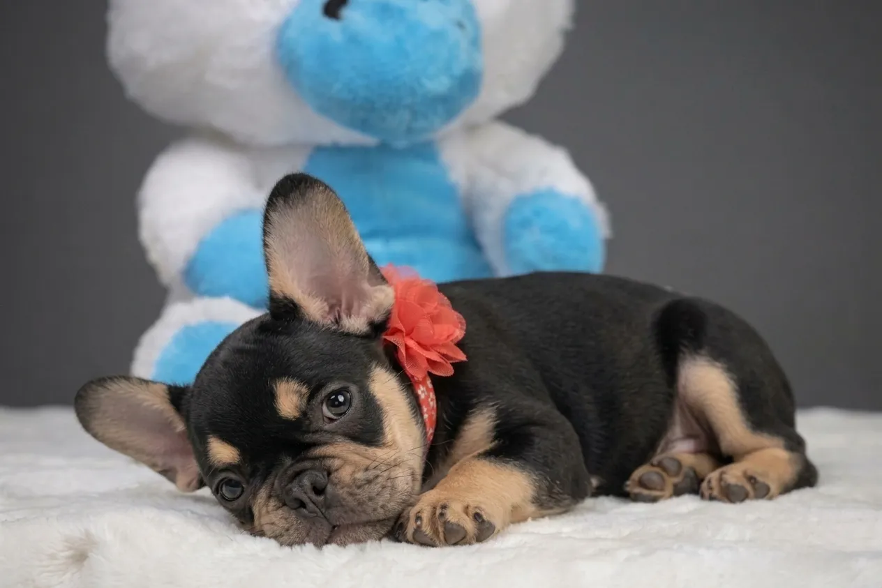 Catelyn, a black and tan French Bulldog puppy — photo 3 of 3