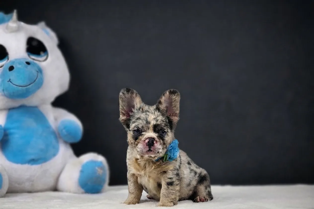 Catia, a French Bulldog puppy