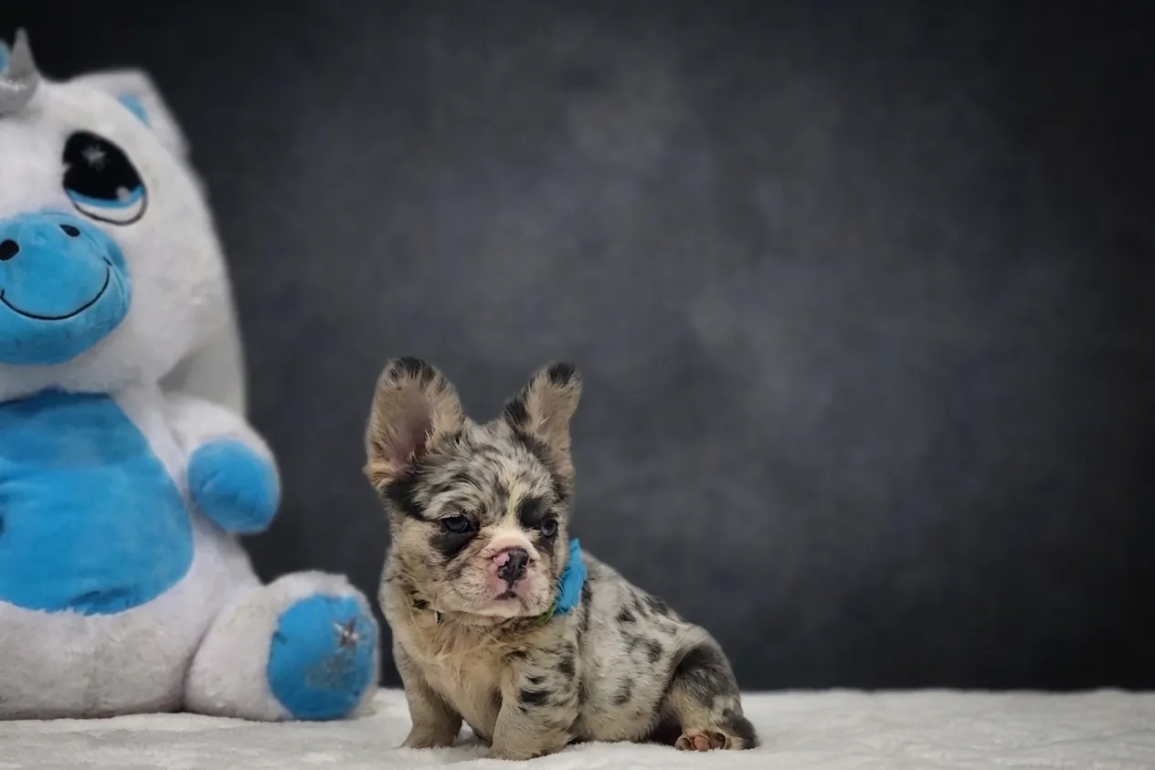Catia, a lilac tan merle fluffy French Bulldog puppy — photo 2 of 3