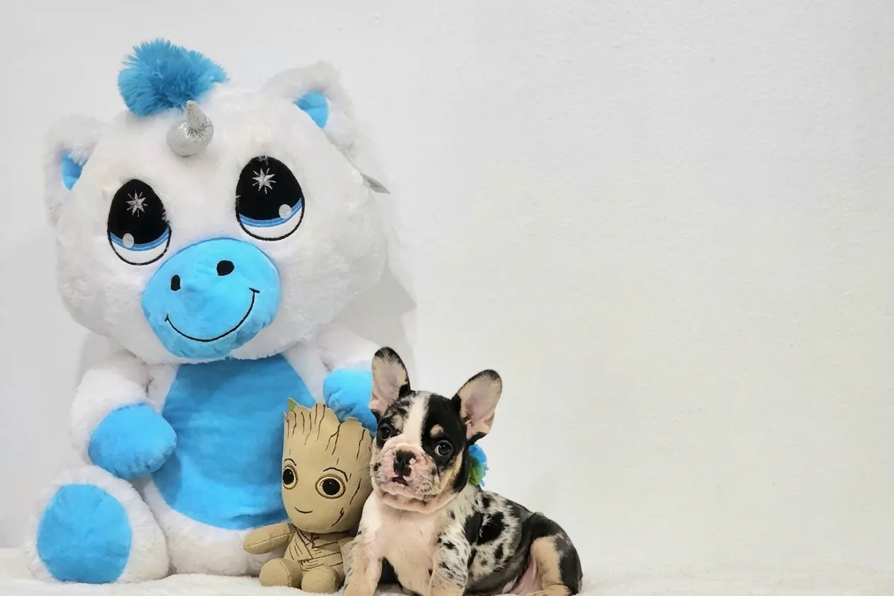 Cecelia, a French Bulldog puppy