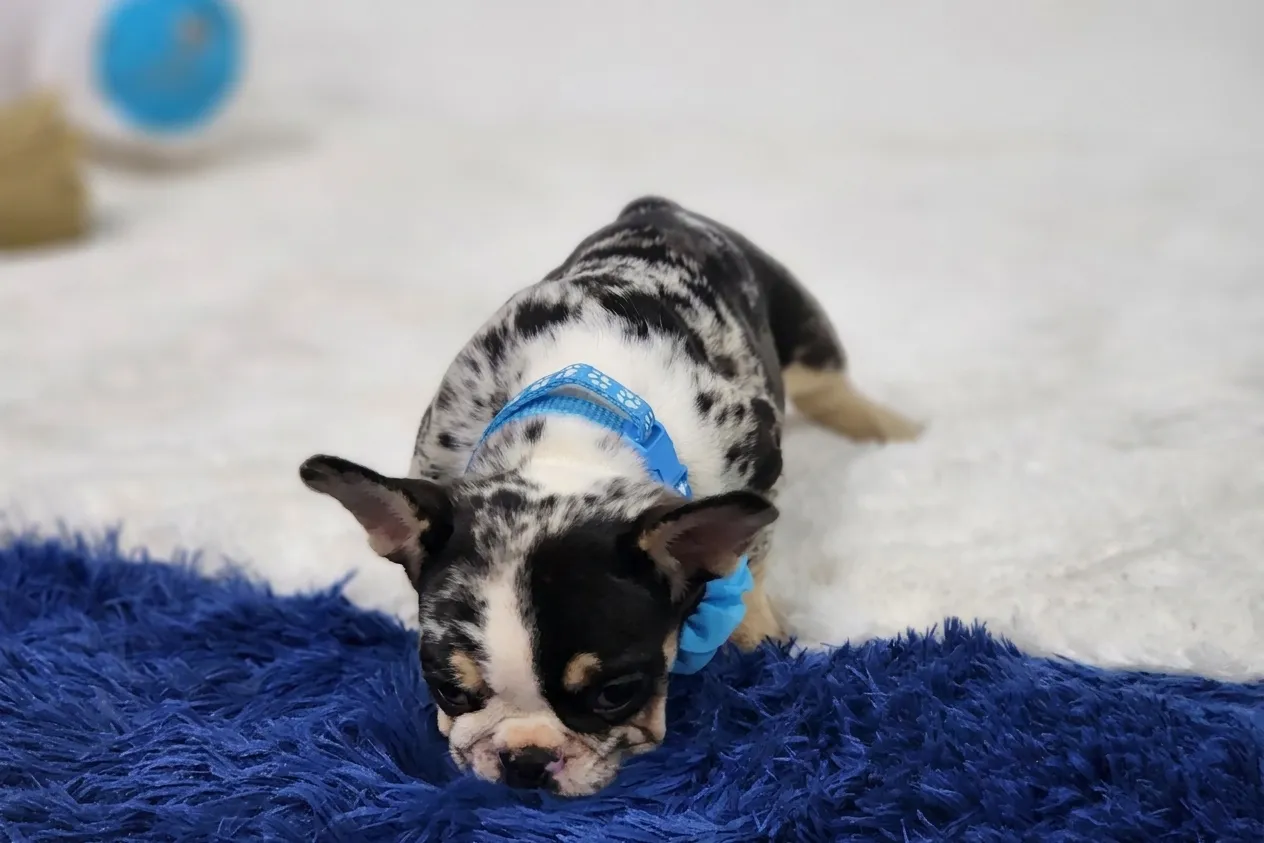 Cecelia, a black tan merle French Bulldog puppy — photo 2 of 3