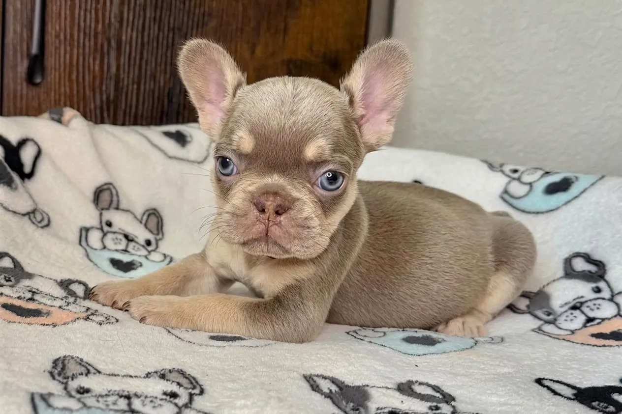 Mima, a French Bulldog puppy