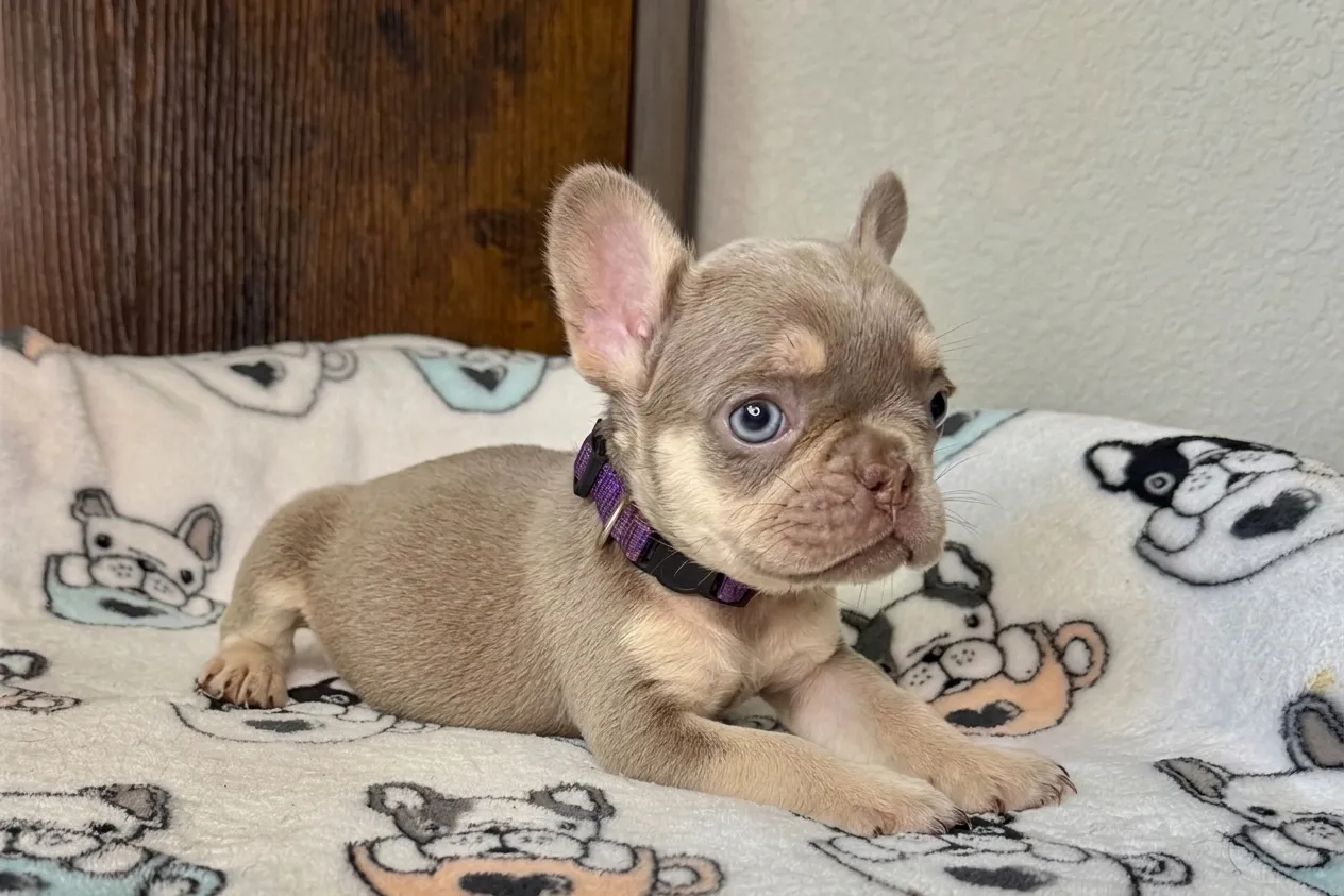 Mima, a isabella and tan French Bulldog puppy — photo 2 of 3