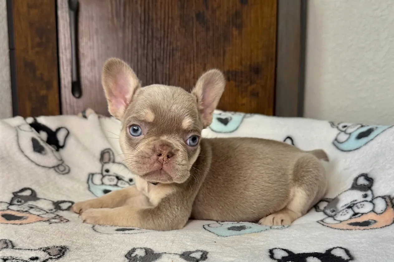 Mima, a isabella and tan French Bulldog puppy — photo 3 of 3