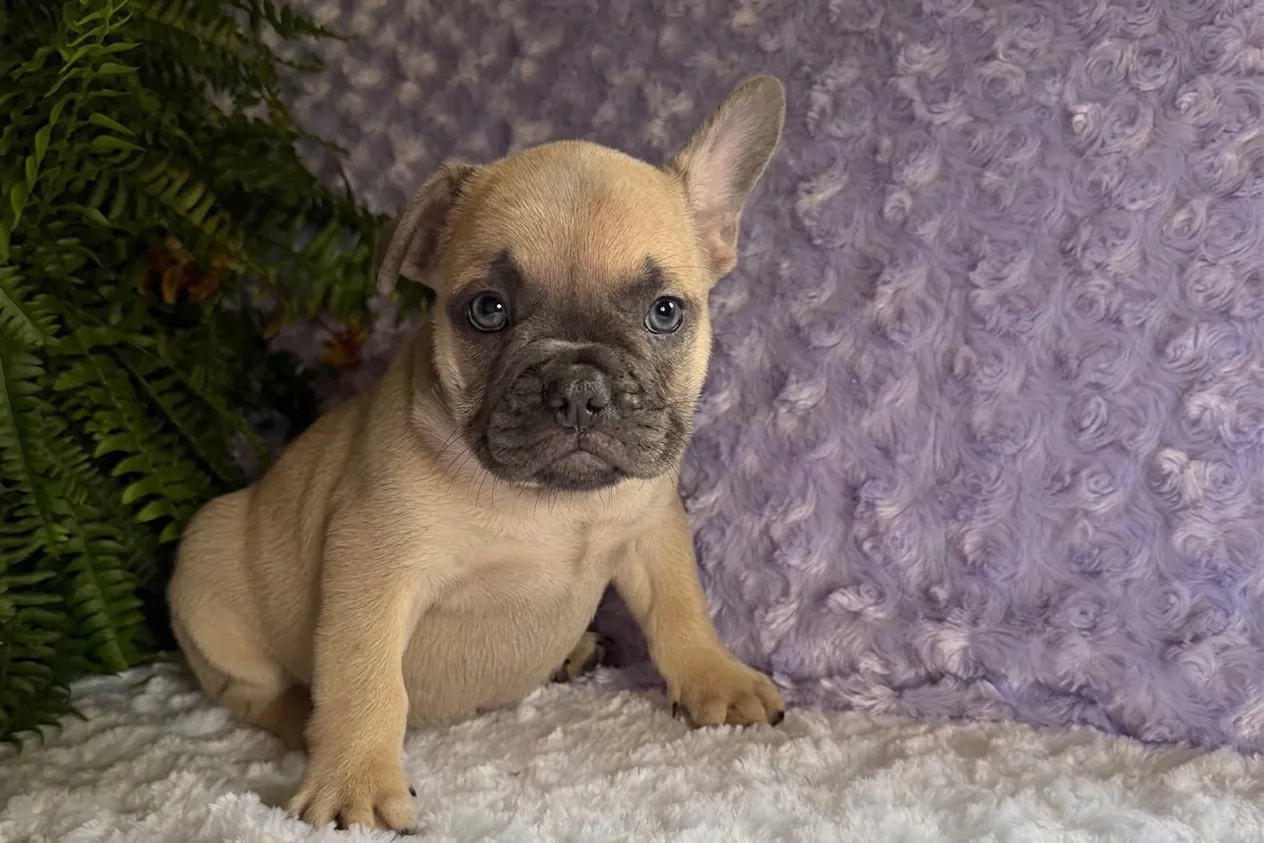 Noodle, a tan French Bulldog puppy