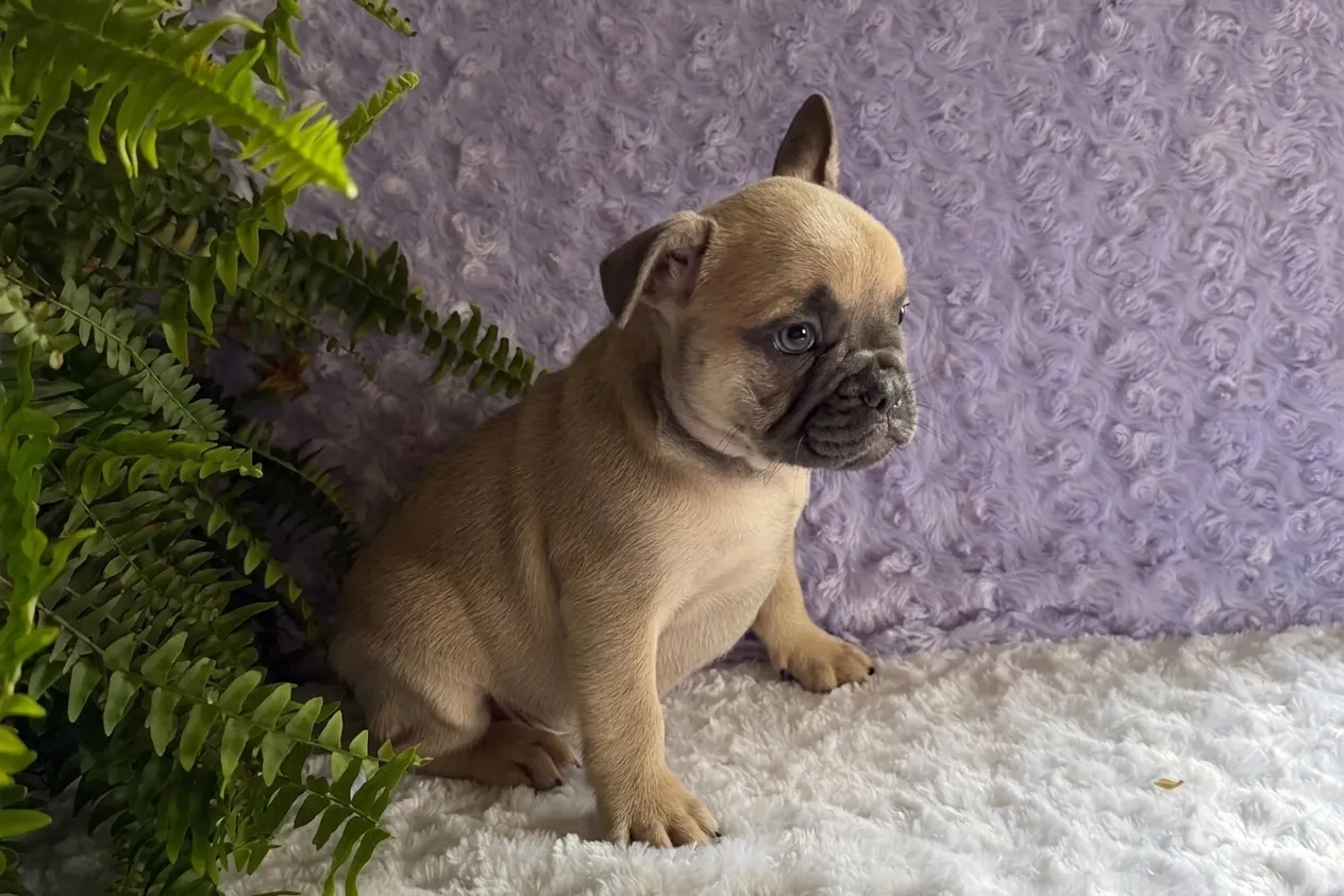 Noodle, a tan French Bulldog puppy — photo 3 of 3