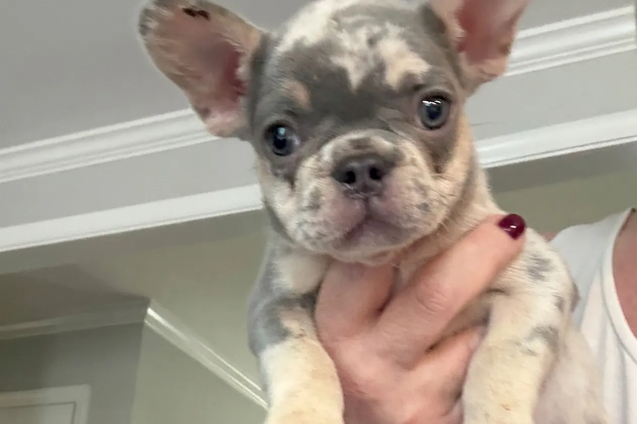 Rider, a lilac merle French Bulldog puppy