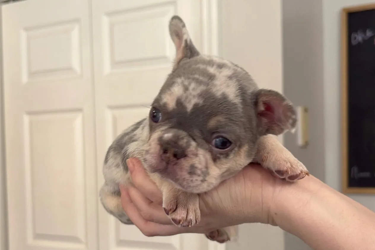Rider, a lilac merle French Bulldog puppy — photo 2 of 3