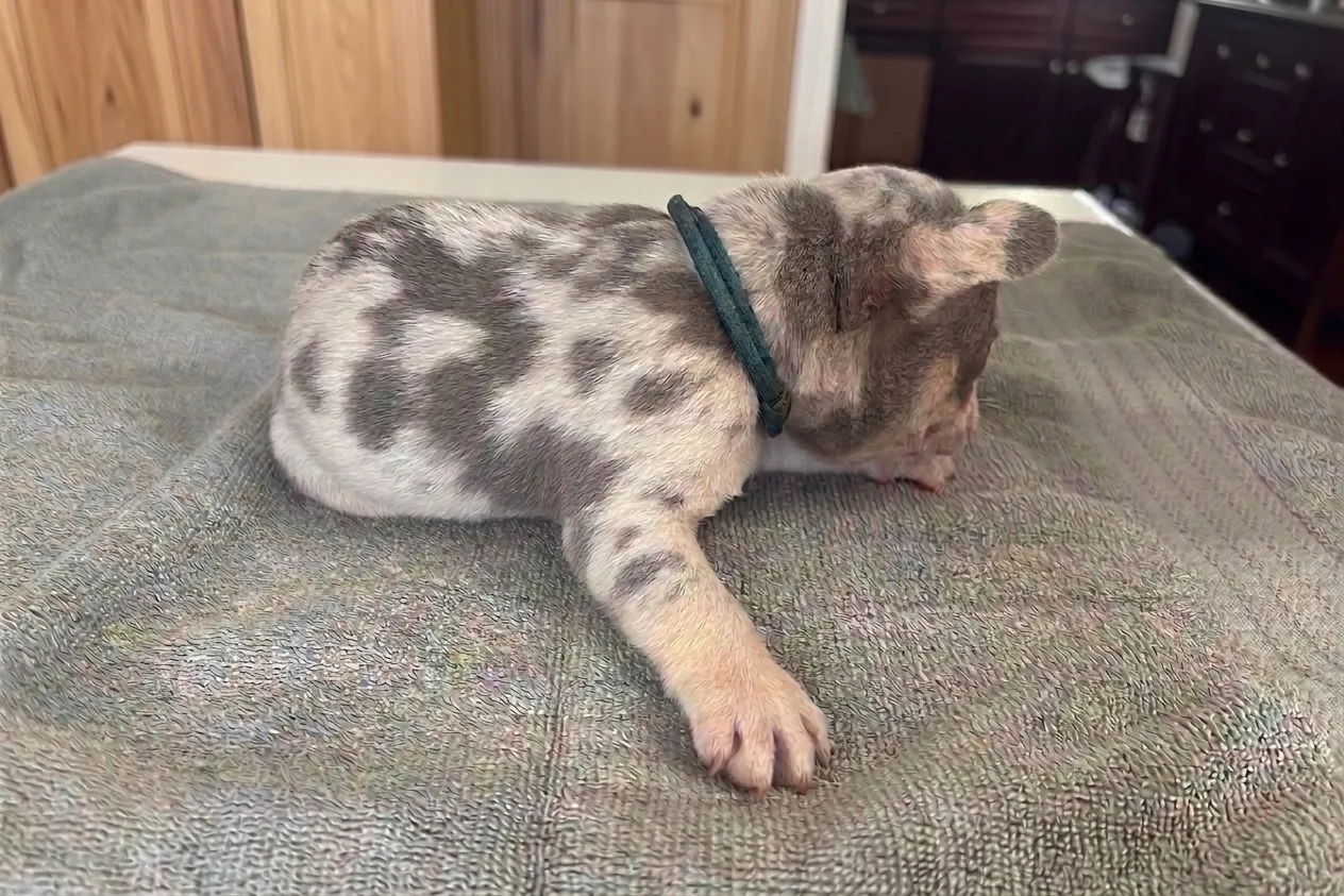 Rider, a lilac merle French Bulldog puppy — photo 3 of 3